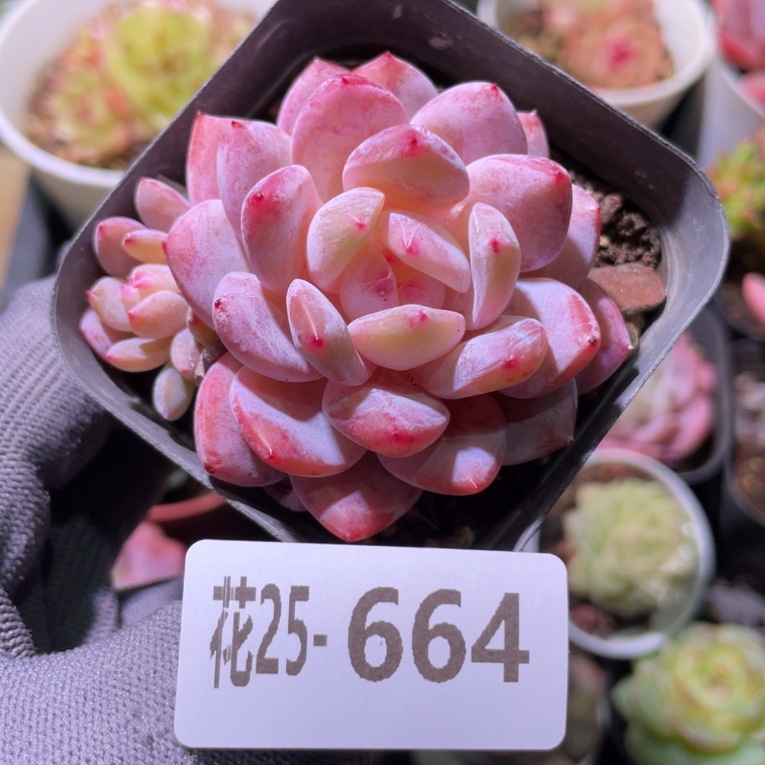 花利美25-664橙梦露