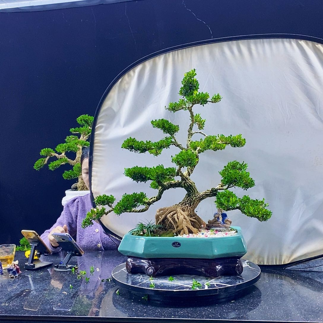 无花朵黄杨盆景造型