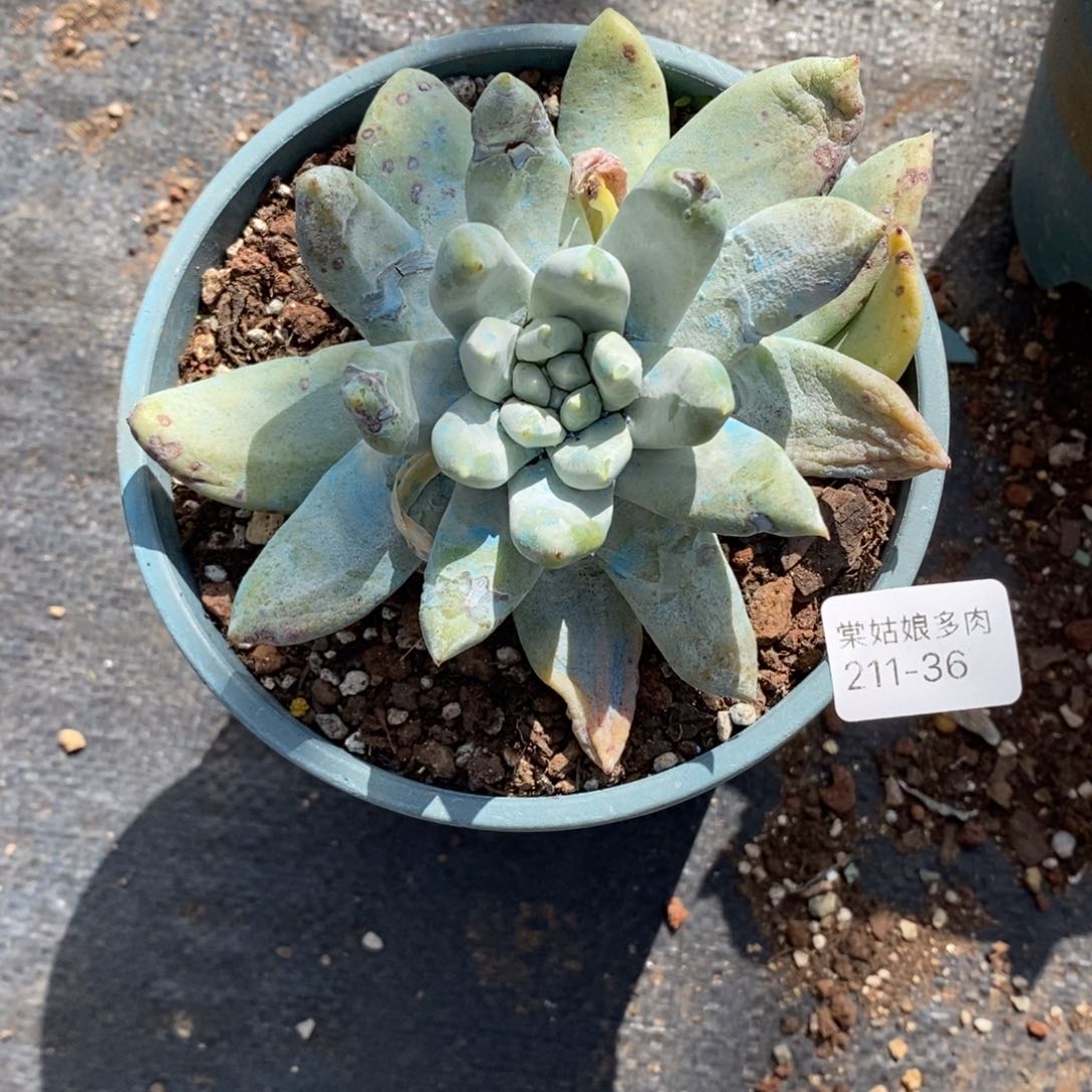 36号断枝拇指没根瑕疵