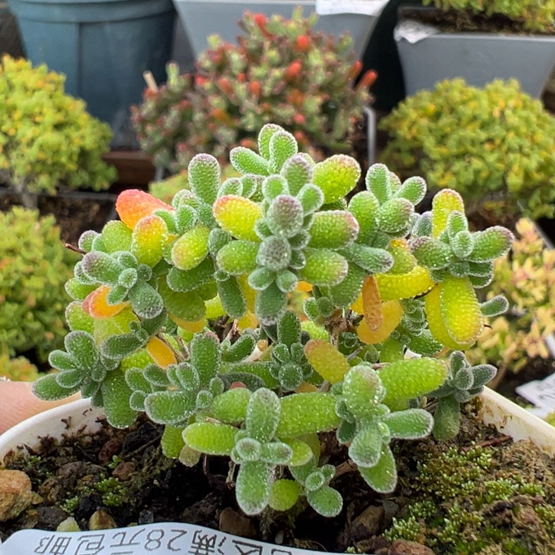 dy3862小老桩翡翠冠幅3.6cm