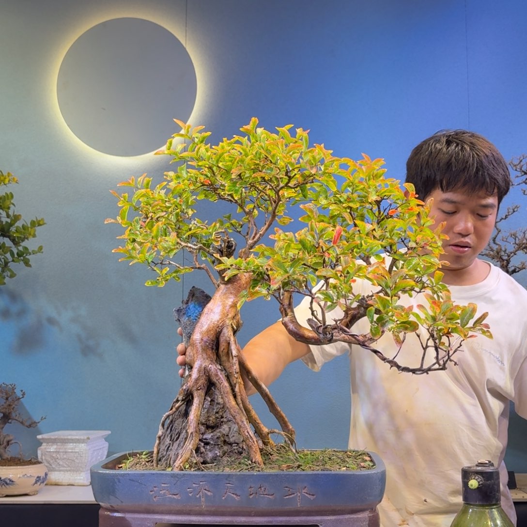 浮***槎无花朵红花紫薇一物一拍