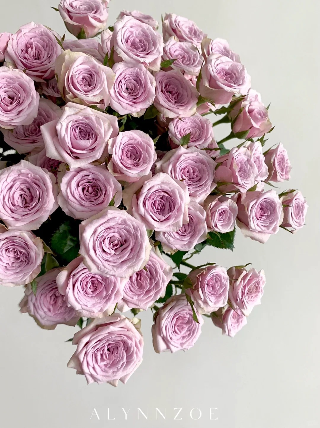 贵妃花卉莱拉多头玫瑰BC级 云南昆明直发