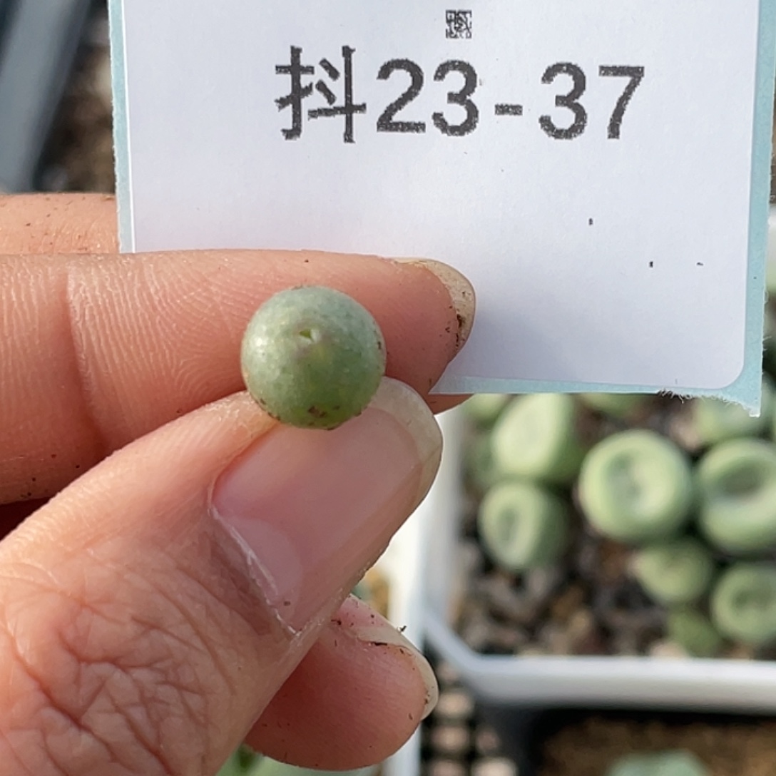 猪***儿23-37肉锥多肉植物