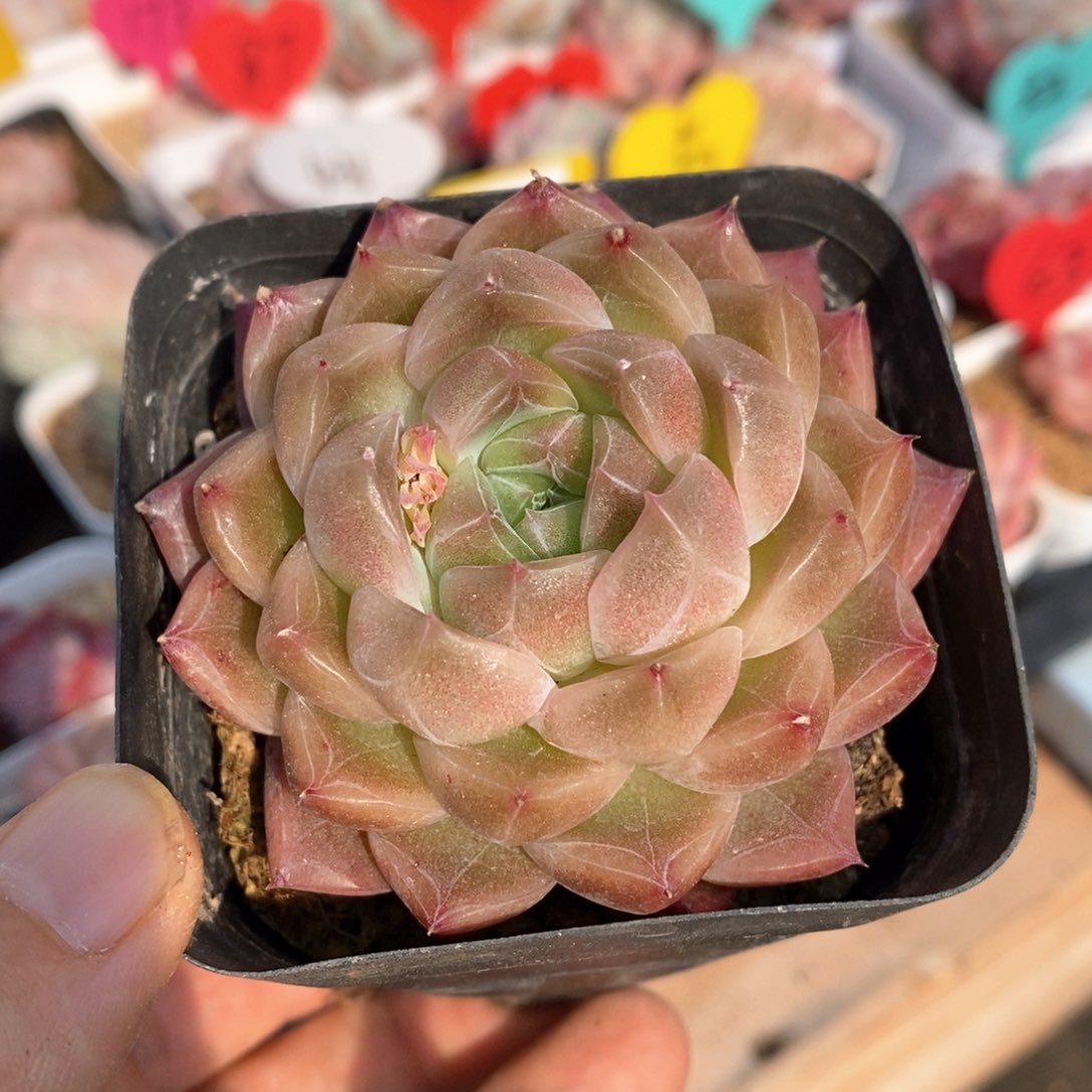 精品多肉一物一拍不包整178