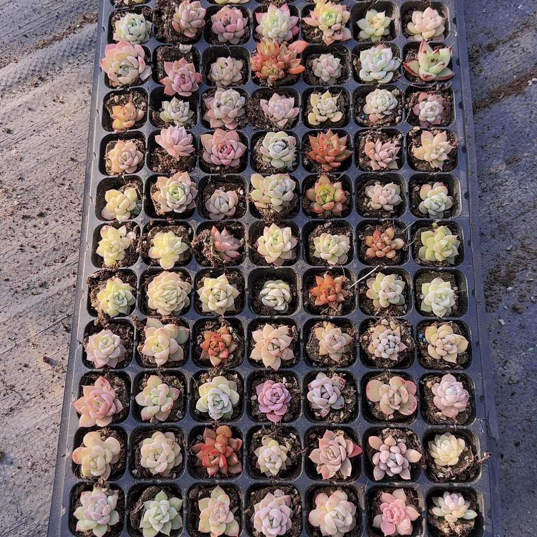 直播一物一拍多肉23