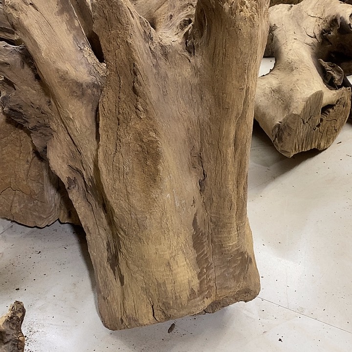 乌木类宏*金丝楠木小叶