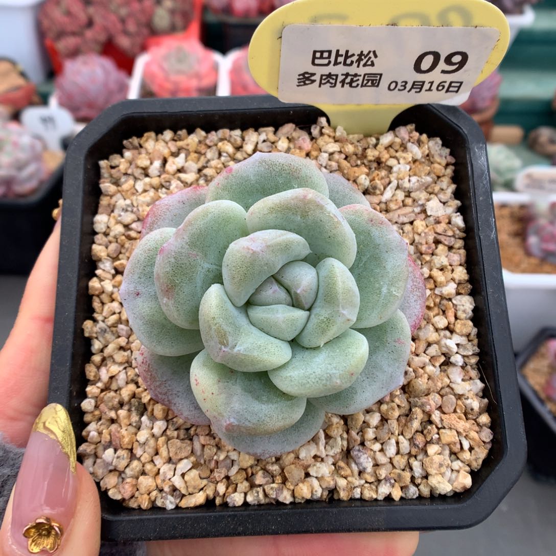 09绿锦灭心冰玉石化多肉植物