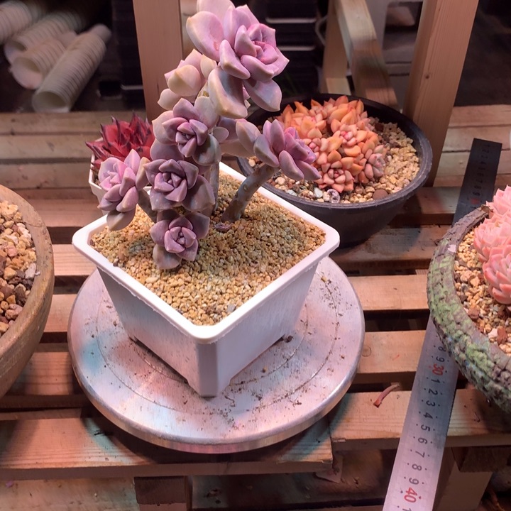 紫乐z z z z z z z z z