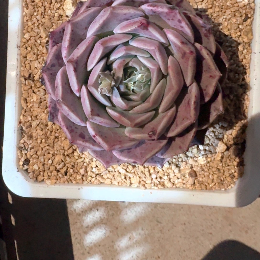 专拍链接紫仙紫多肉