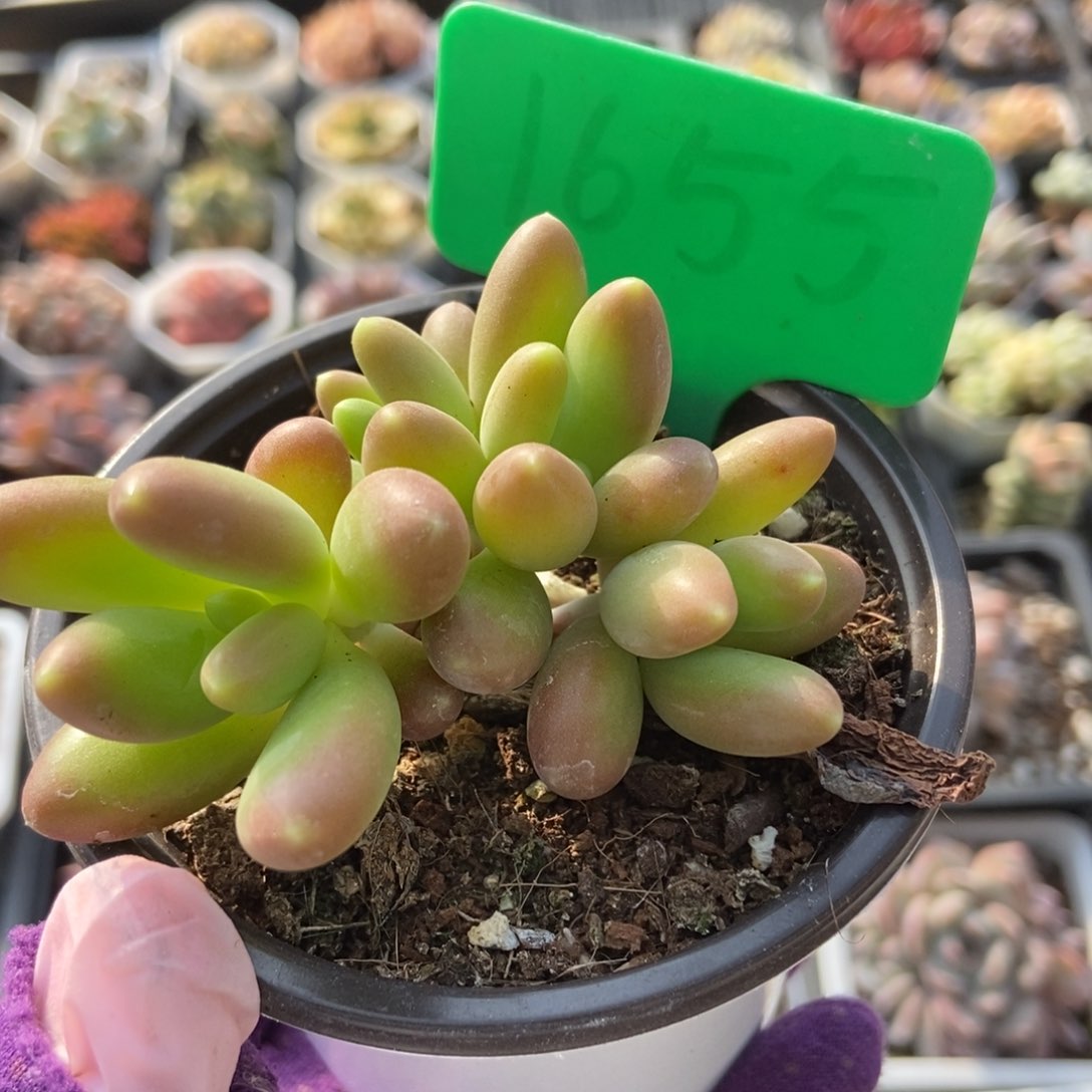 1655芒果奶多肉植物