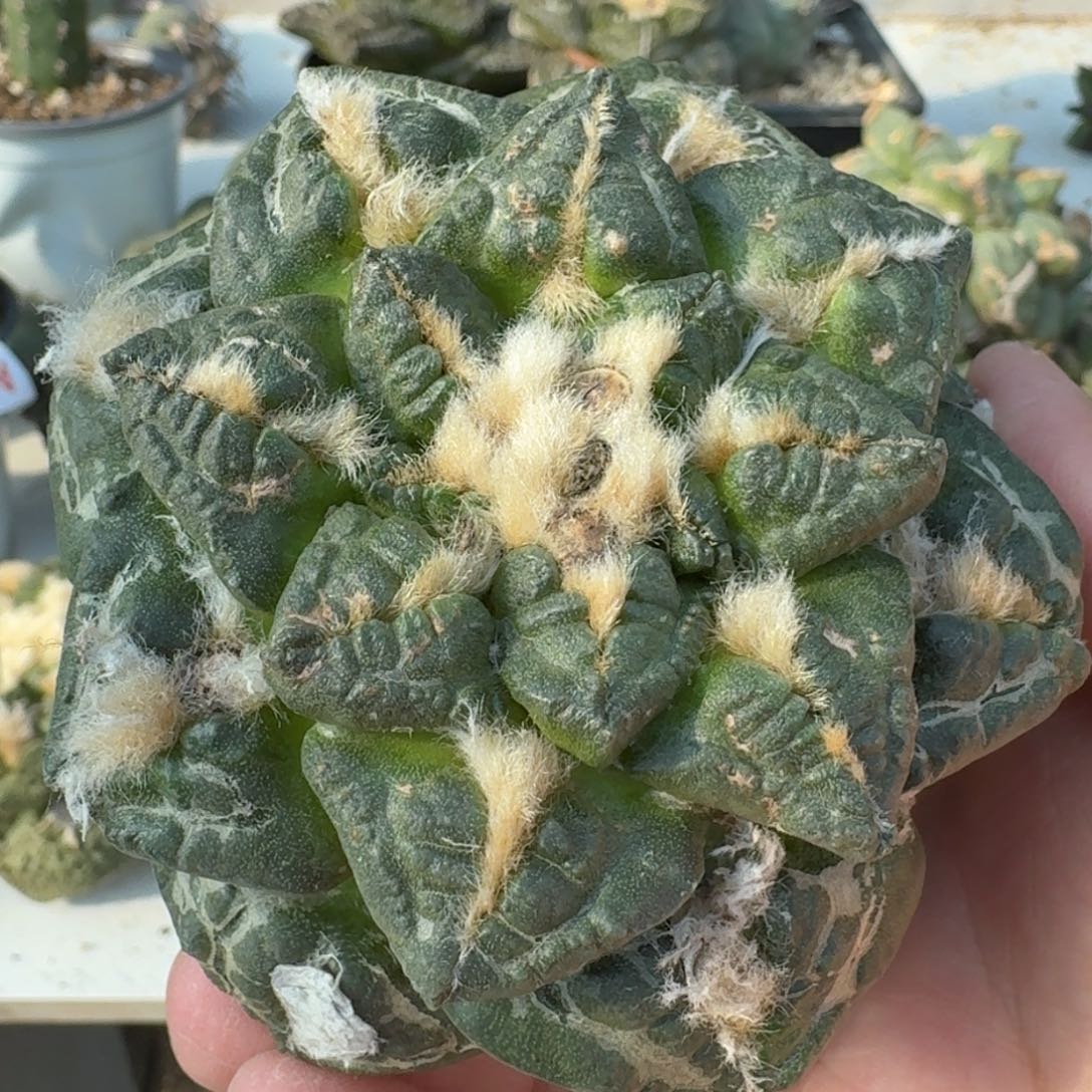 【闪购商品】苗接大尤连山639