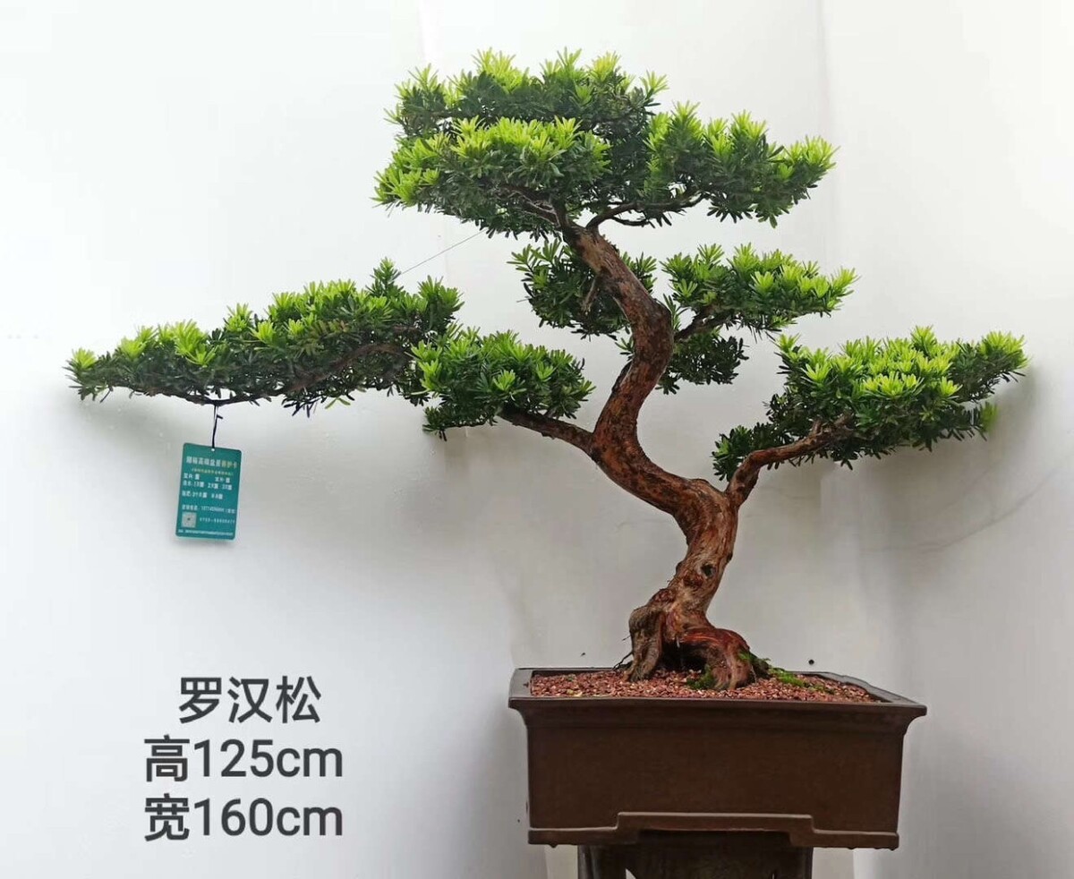 一物一拍五针松罗汉松黑松盆景造型素材苗五针松大板松