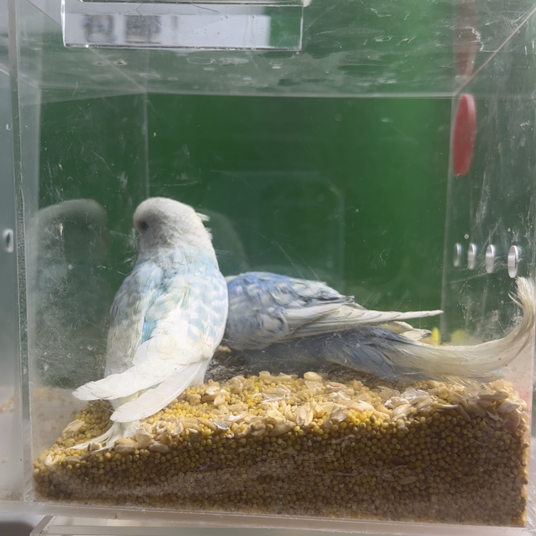 虎皮鹦鹉大头鹦鹉