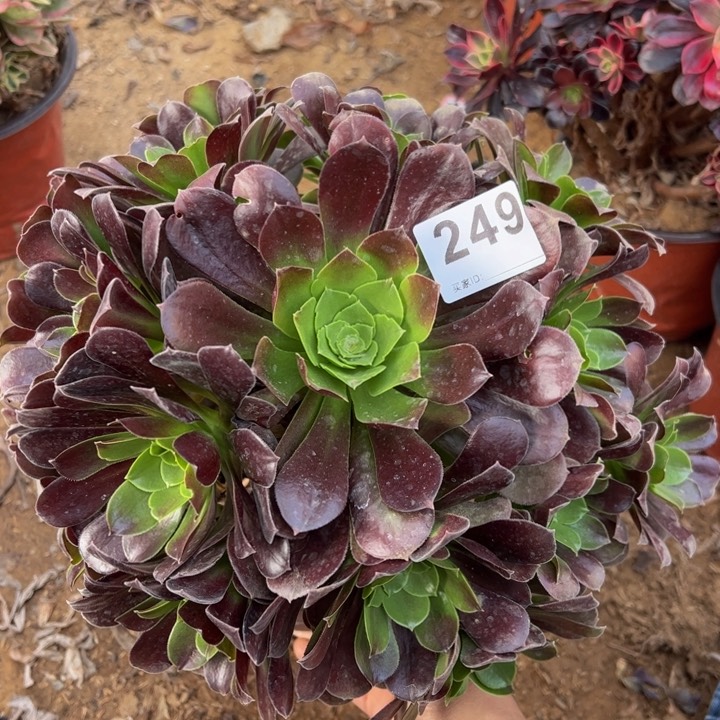 欧紫多肉植物249