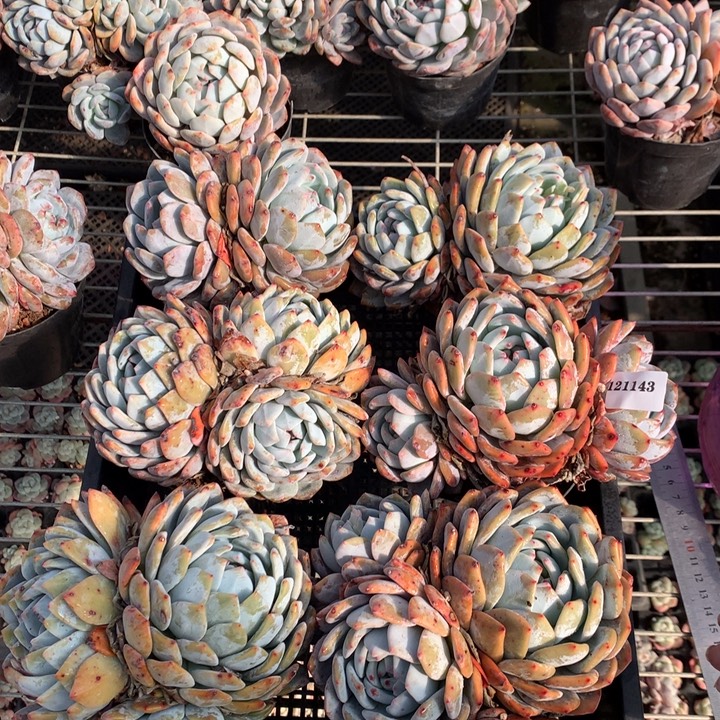 12113六个嗯嗯嗯嗯嗯嗯好