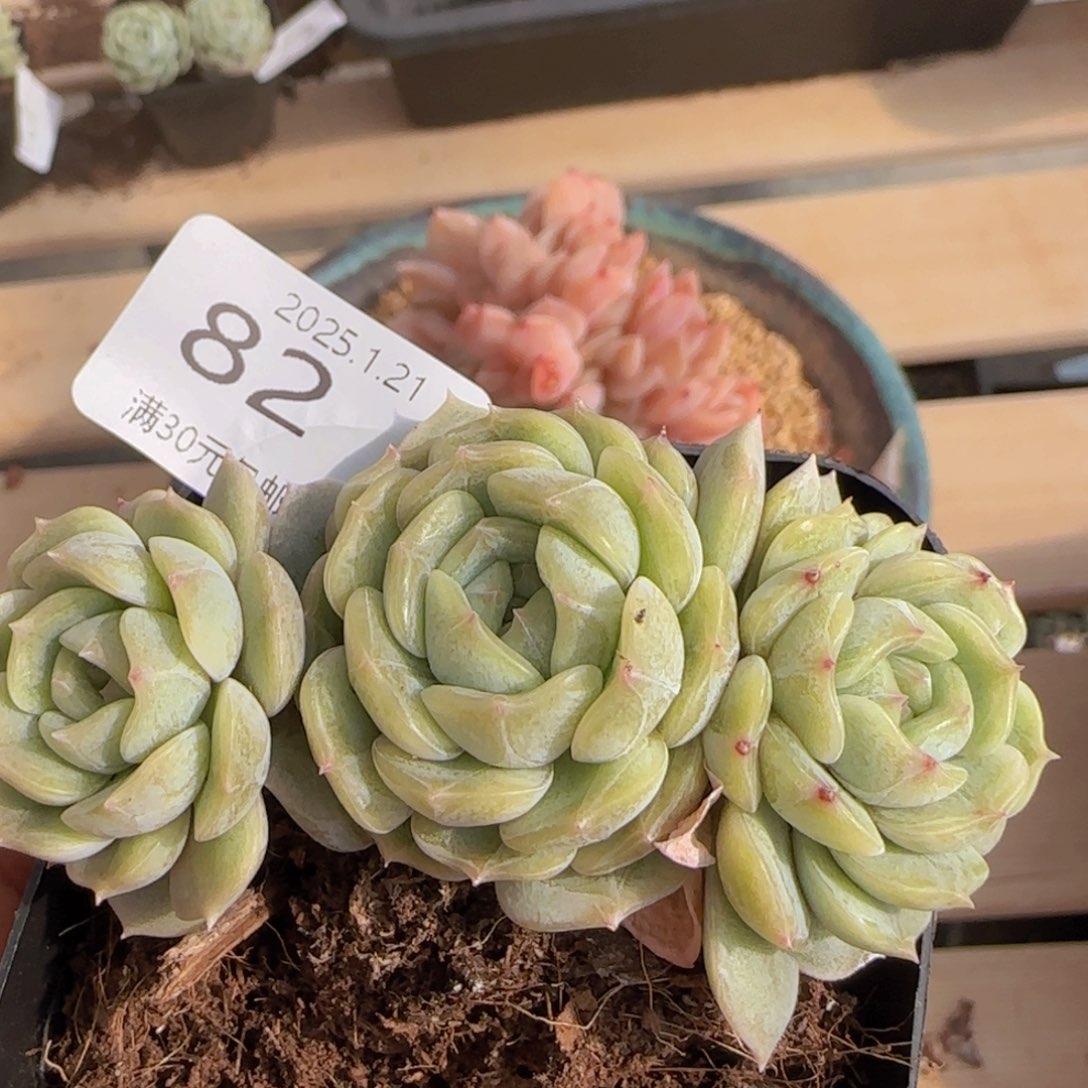 白色恋人三头老桩一颗