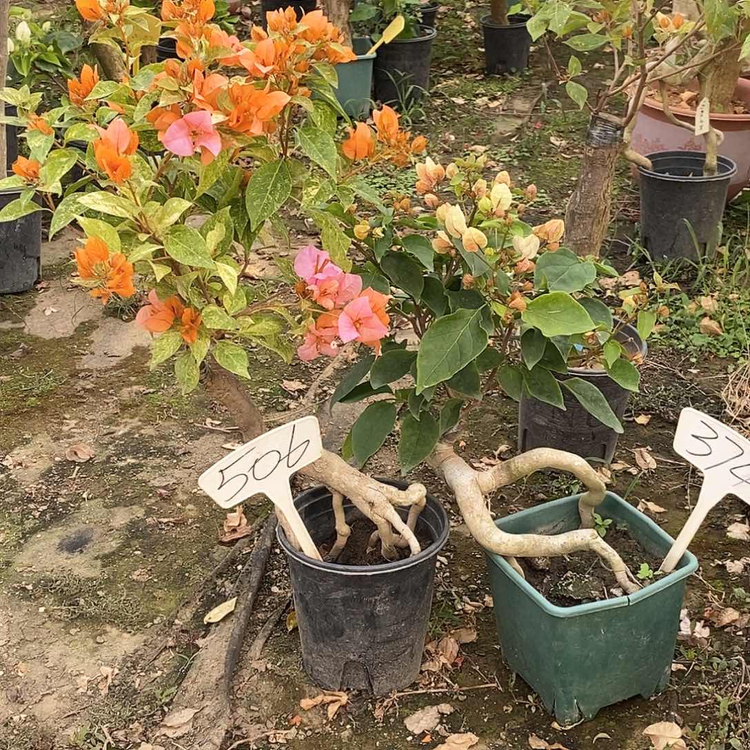 大部分开放少量花苞沙斑女郎506粉红樱374