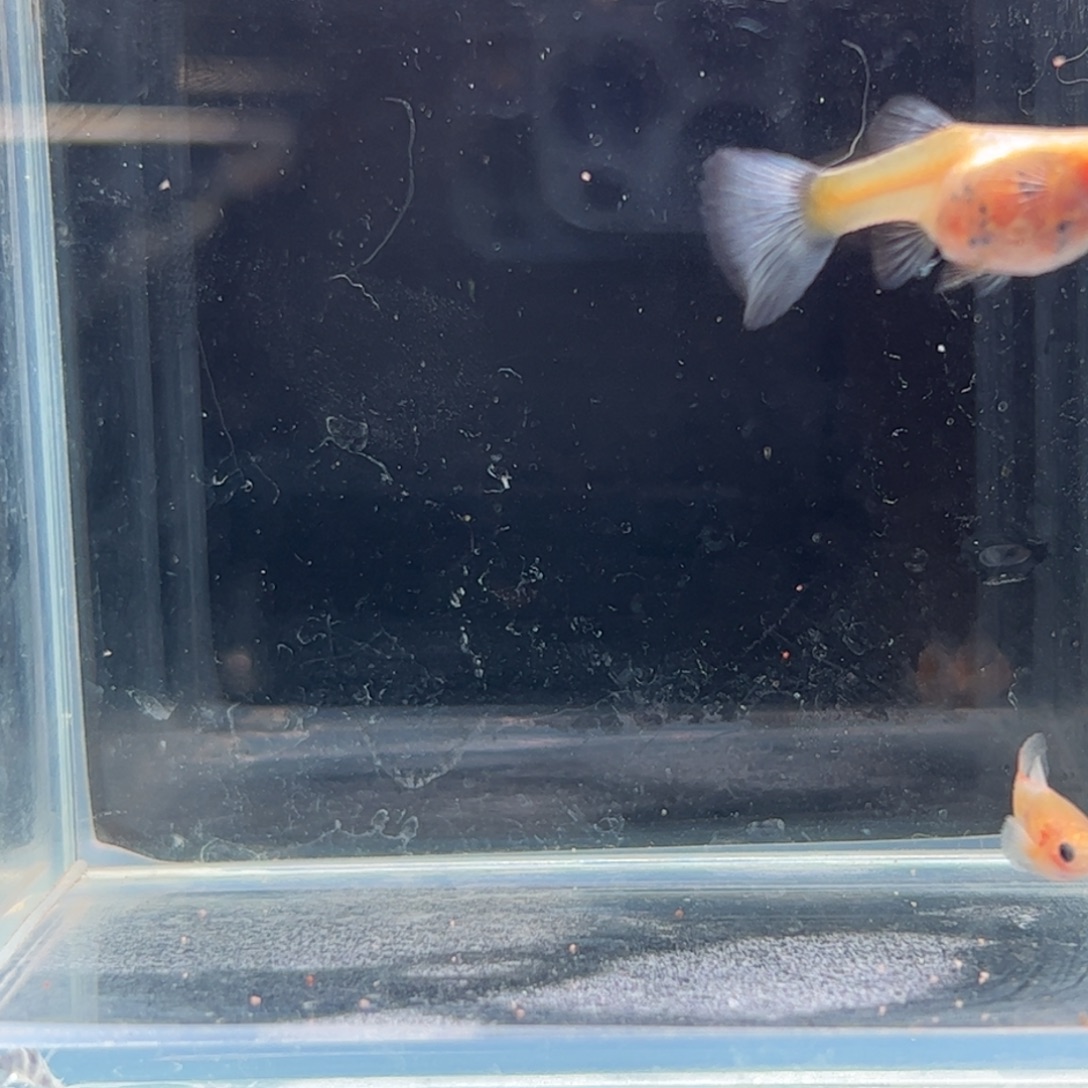 孔雀鱼黄肉蓝水晶玻璃猫