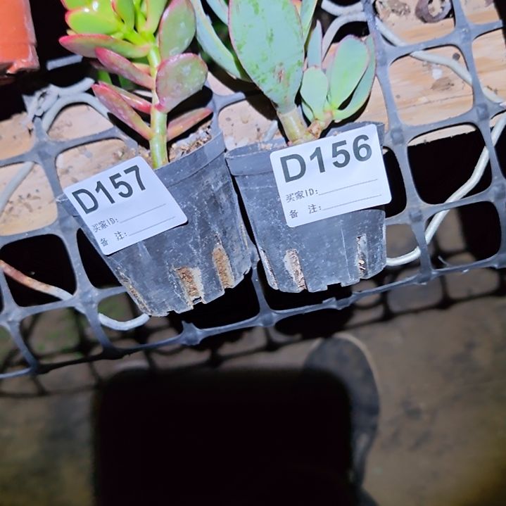 潮***店蓝月亮蒂娜玉树品种花月156   157