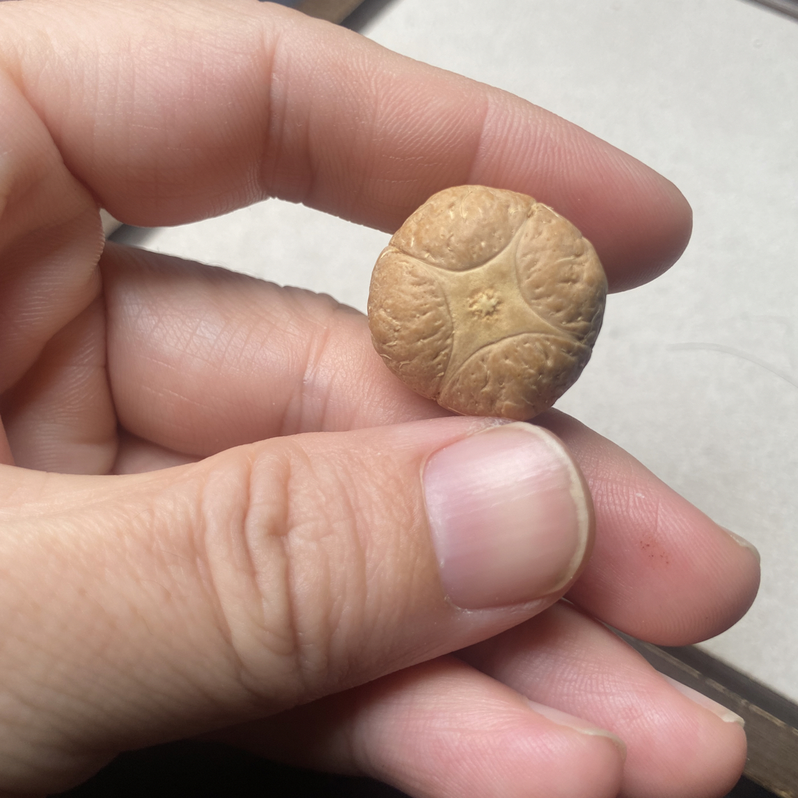 四星麒麟眼打孔不退换14mm-20mm三通尼泊尔四星