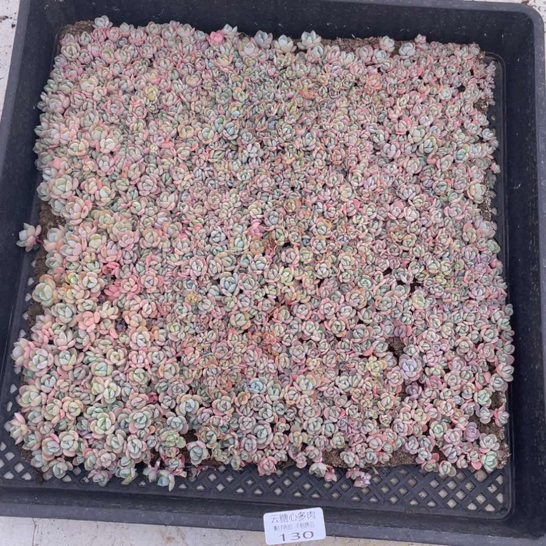 云糖心多肉植物130