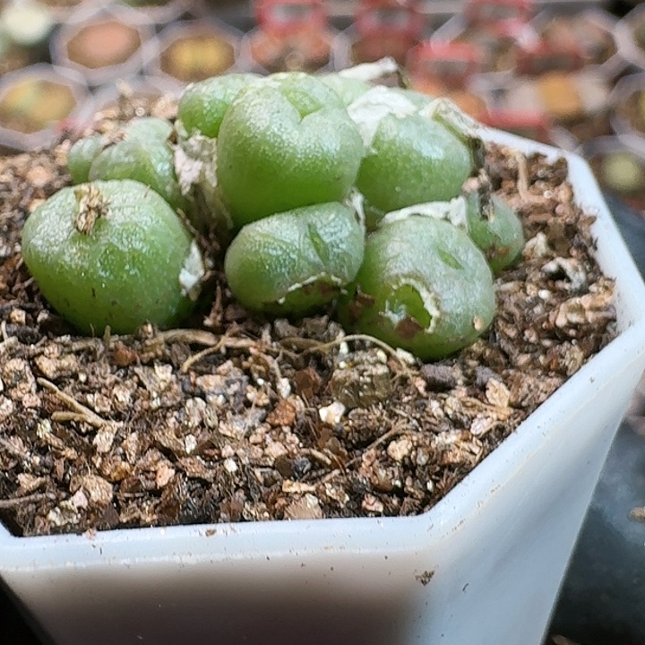 生石花14447。 79