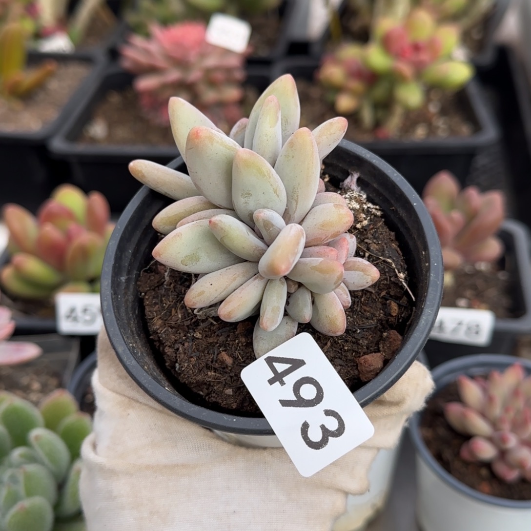 493号一物一拍一物一拍一物一拍