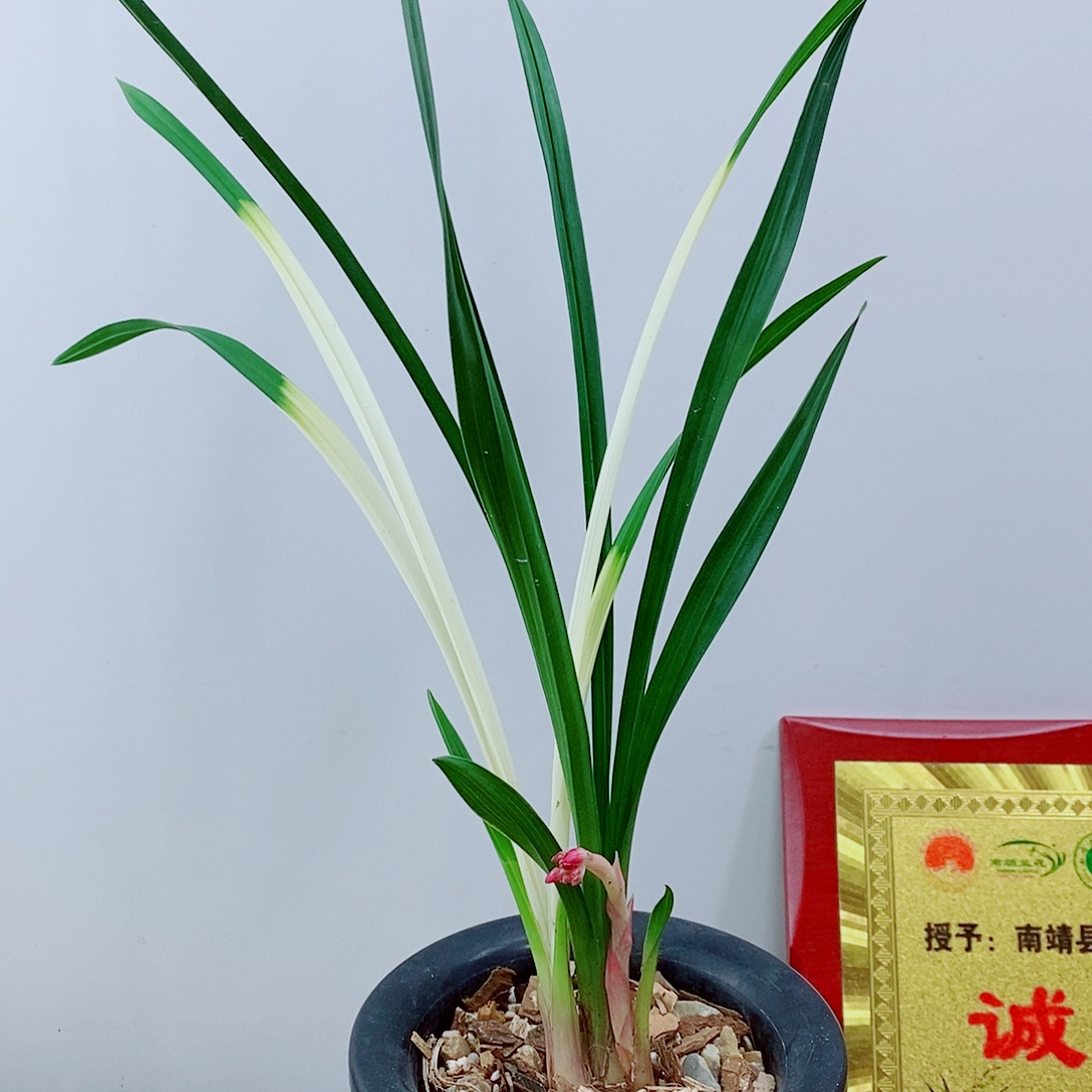 少量花朵（建议范围：2朵-5朵 或40%以下）