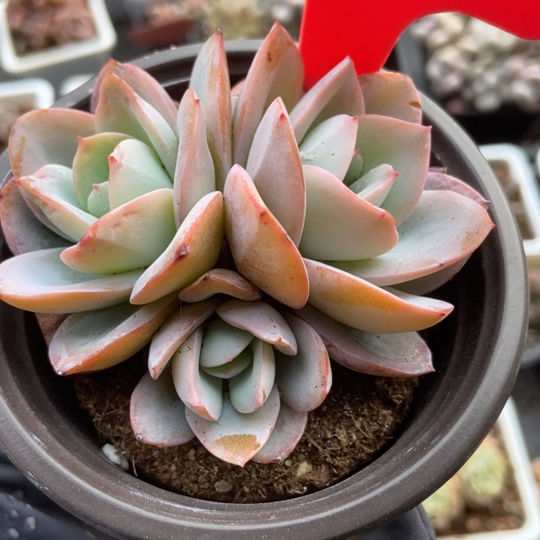 862布鲁蓝多肉植物保护