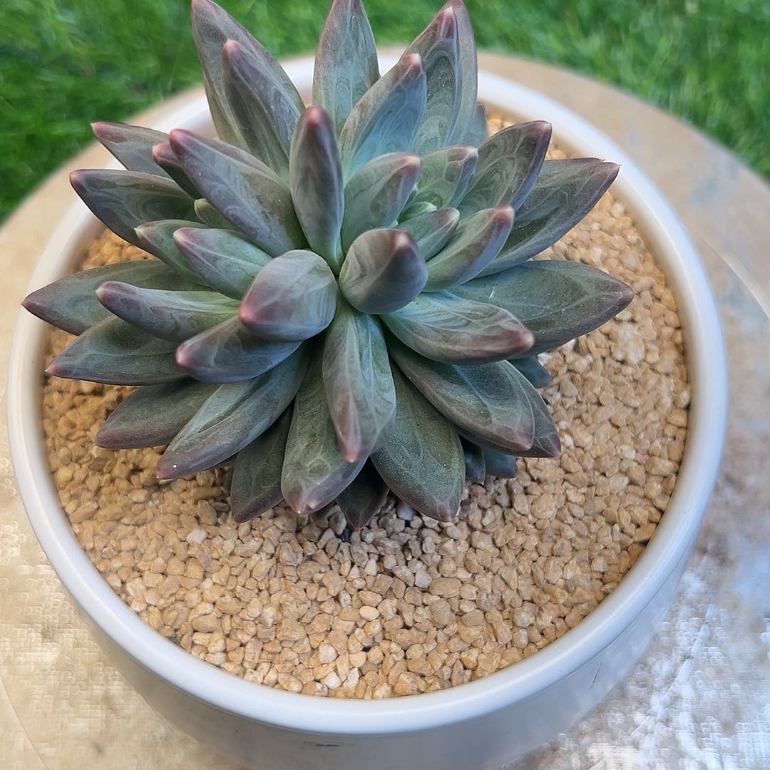 路姐雪黛丽一棵肉