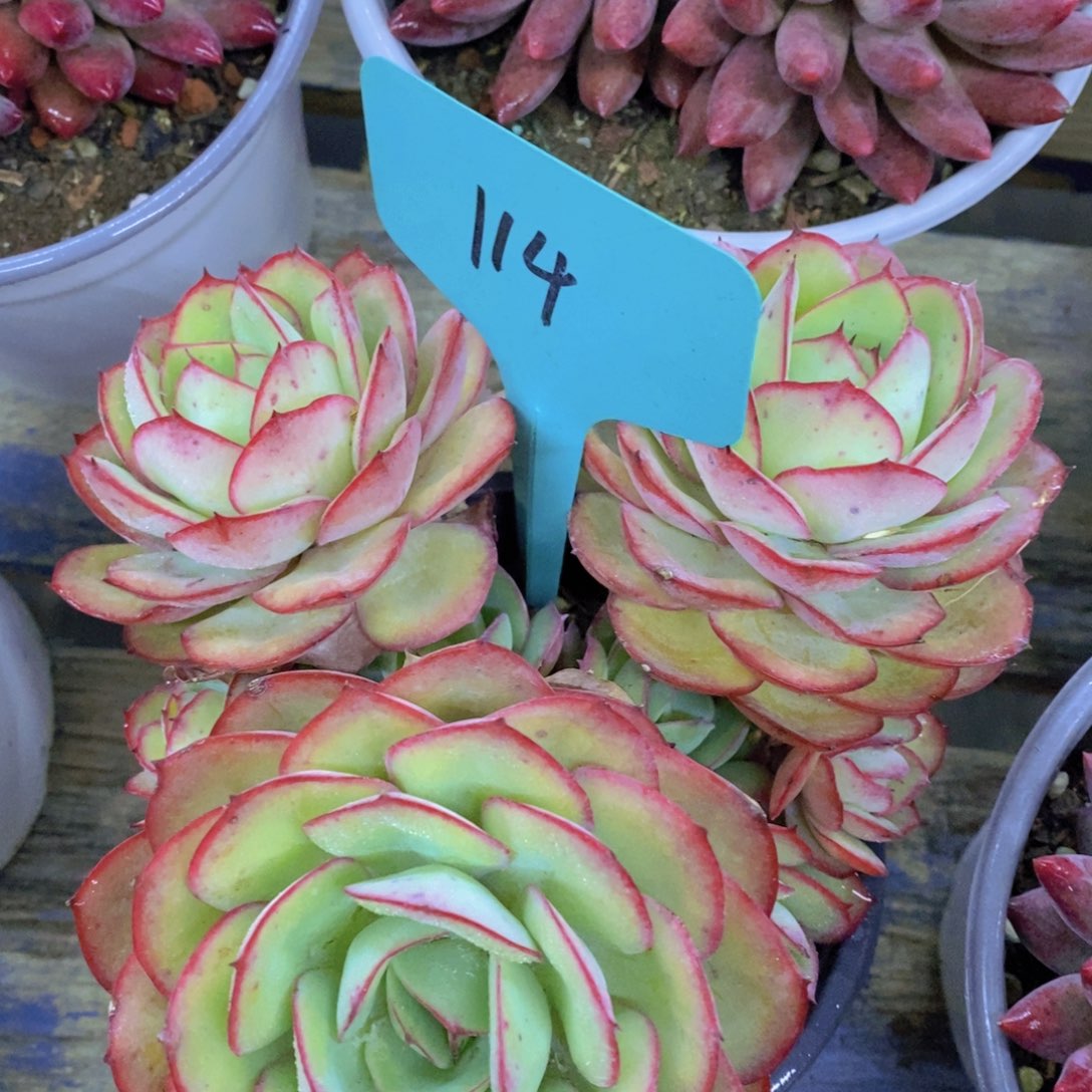 快乐至上，开心无价，一物一拍