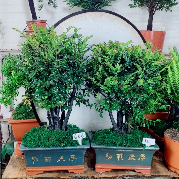 太***0完全开放小叶紫檀606