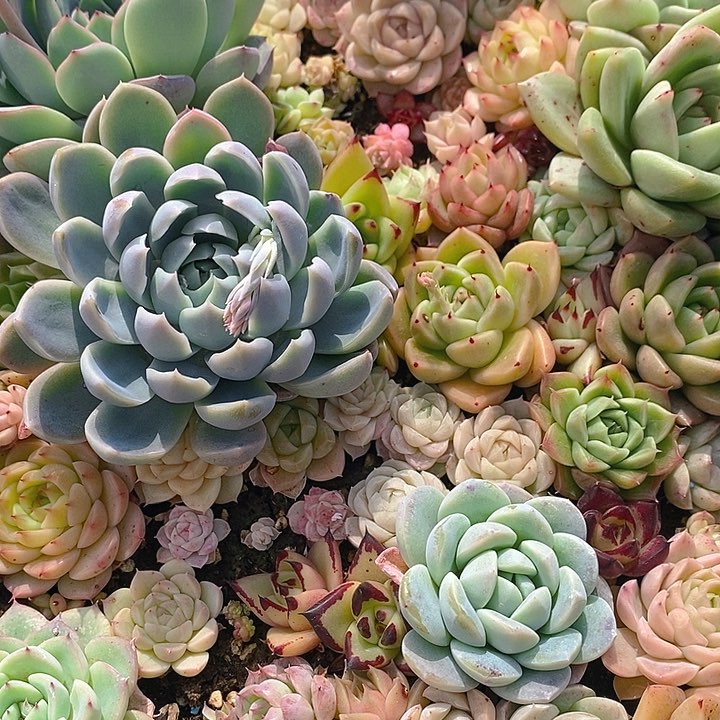 188 多肉植物盆栽花卉盆栽