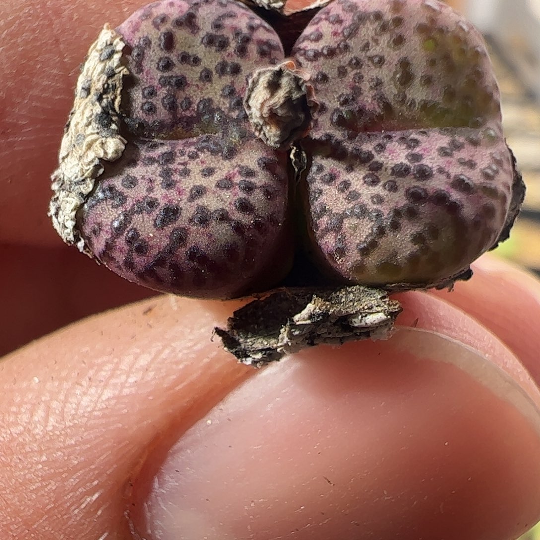 一物一拍。        944