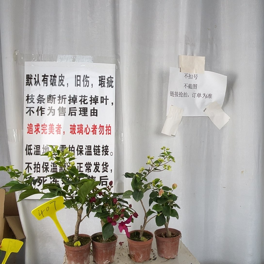 当前无花栽培后可以开花407掌中宝组合