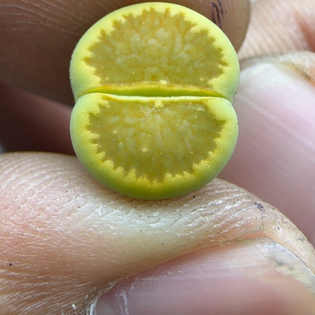 049 生石花大棚直播