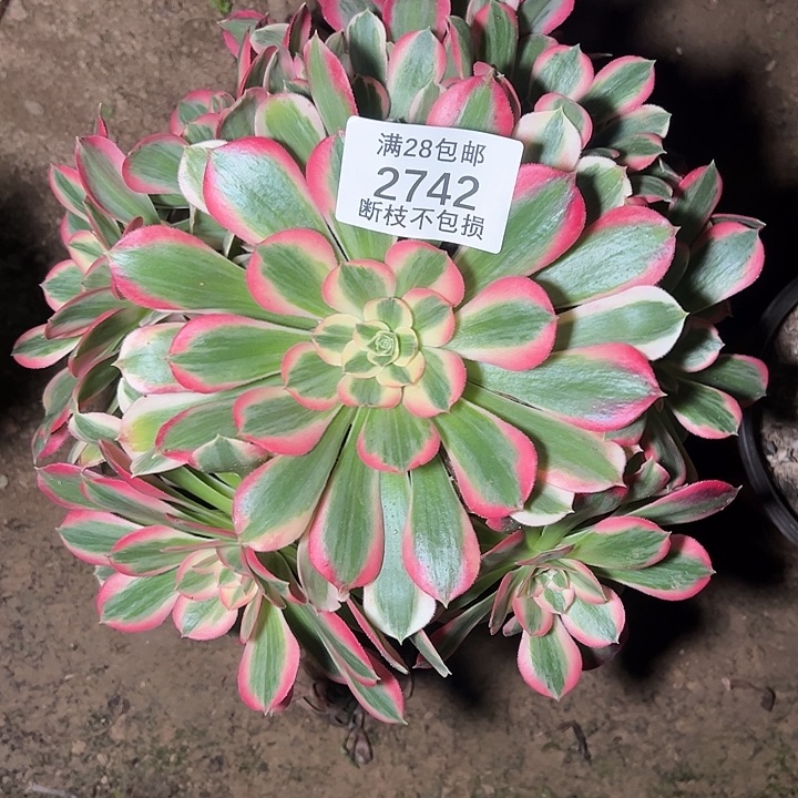 2742粉女郎多肉植物