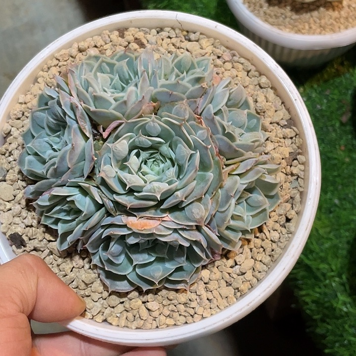 留财7捧1哦哦哦哦哦哦哦哦哦哦