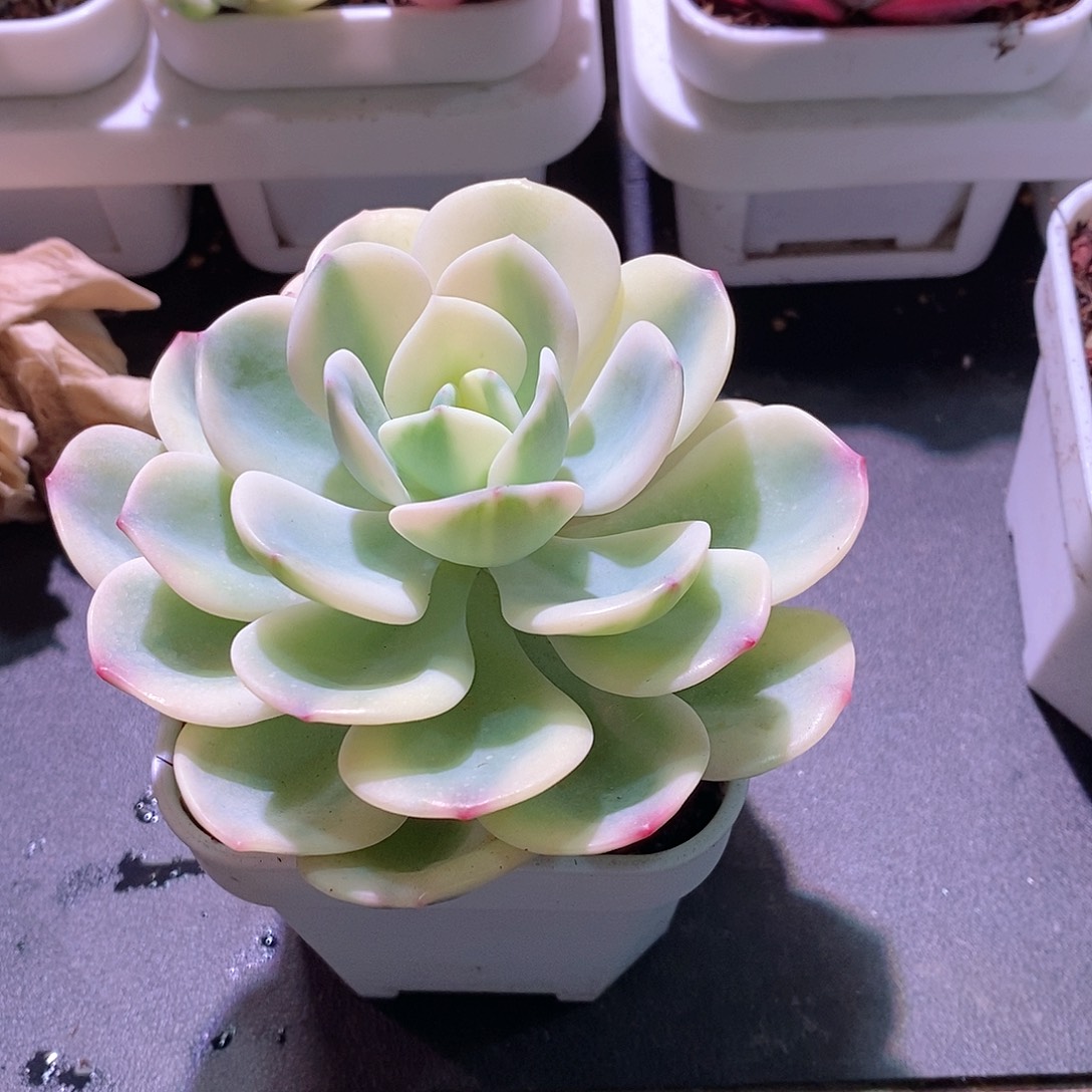 白月光锦多肉植物老桩多肉