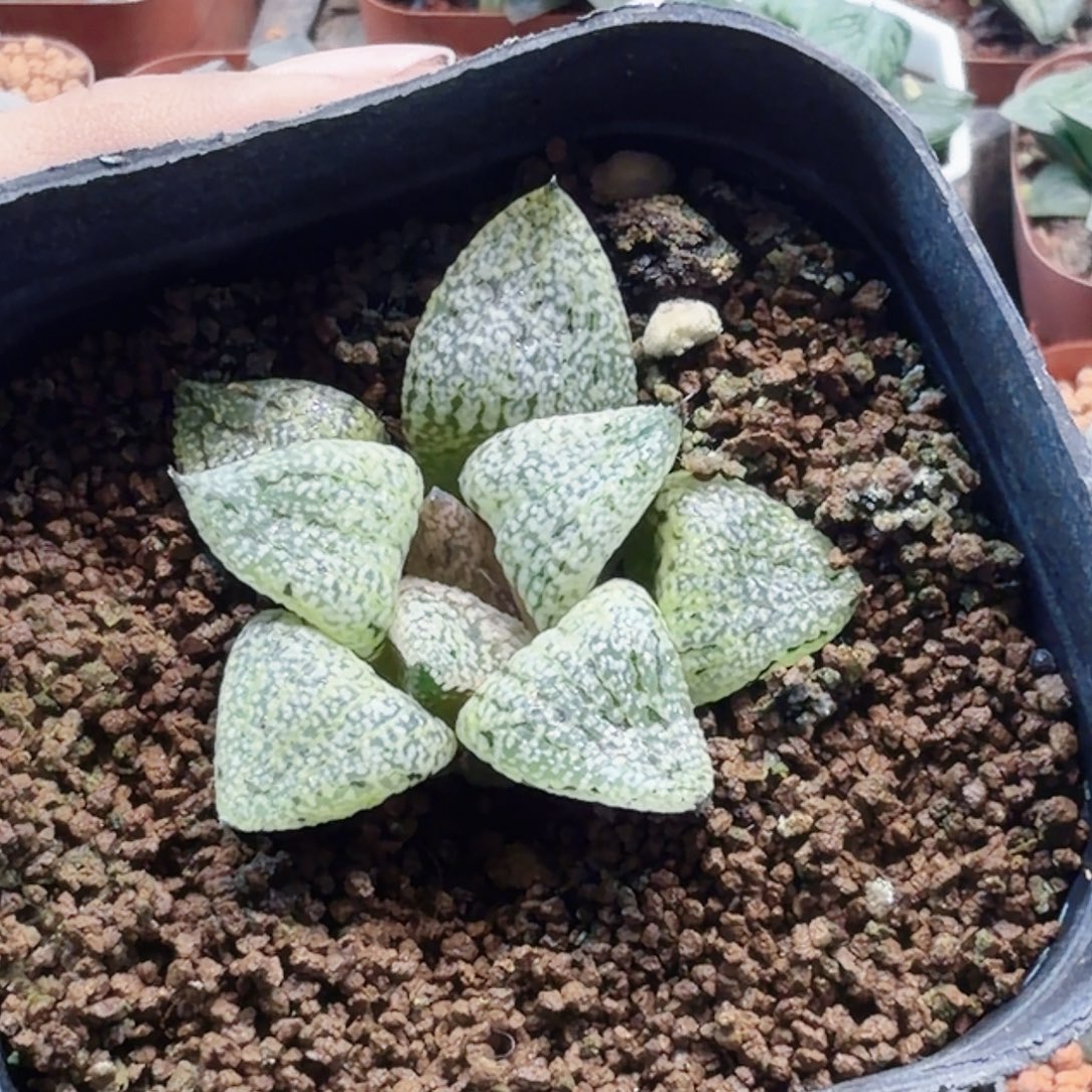 平***生无花朵十二卷实生福利