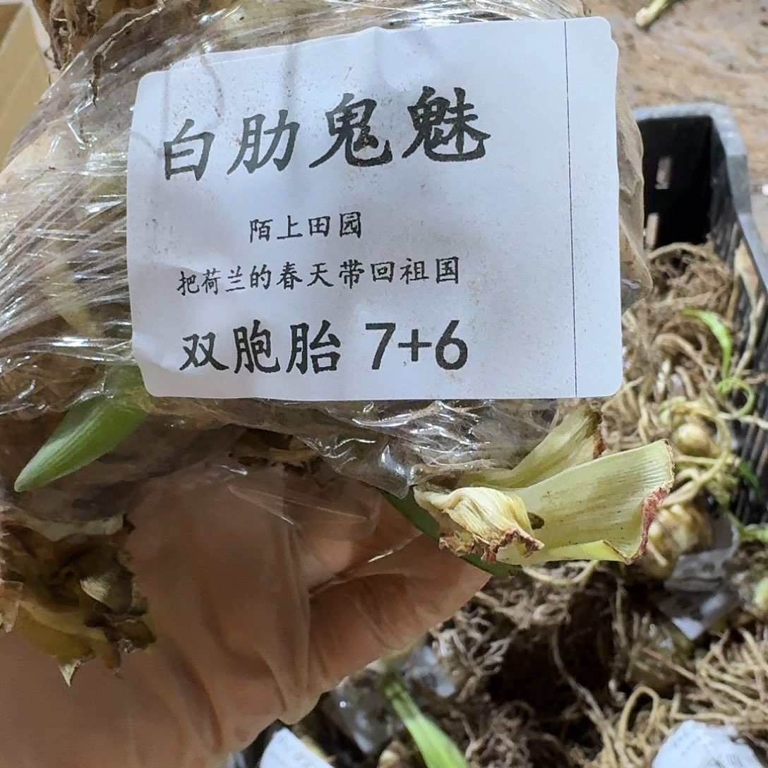 白勒鬼魅双胞胎7+6闪购