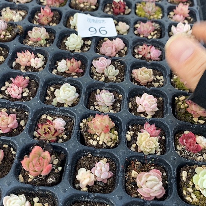 96 多肉植物盆栽花卉
