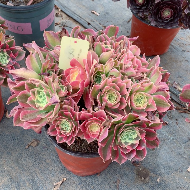 81白凤多肉一物一拍