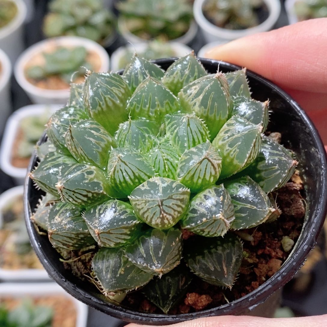 楼兰玉露多肉植物多肉植物