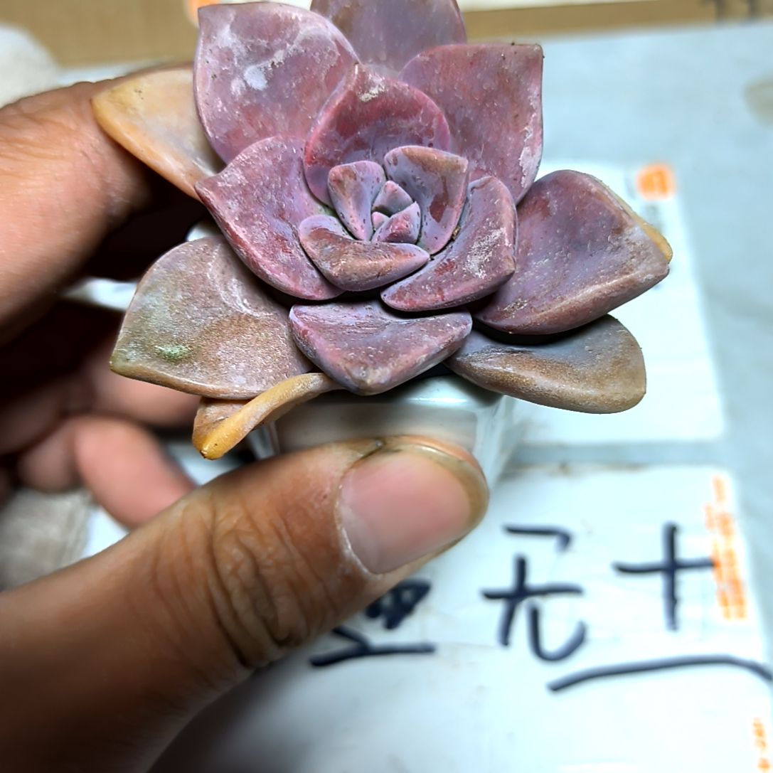 满6元包邮，紫乐俩颗