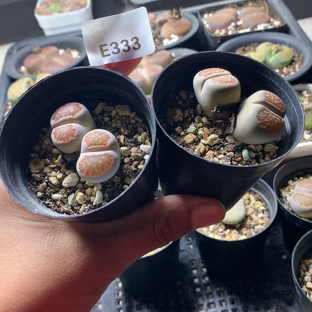 ℳ****E333多肉植物保护研究所