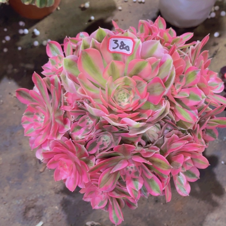 一物一拍粉女巫380