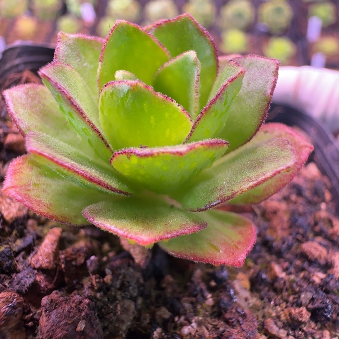 L707半城玫瑰前丝背面腺体不含盆土