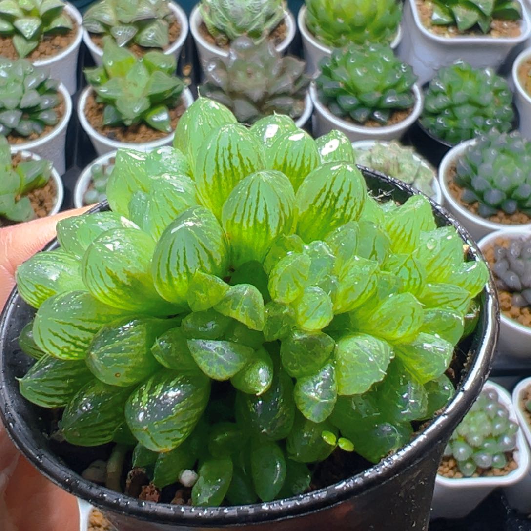 雪花玉露万象盆玉露1