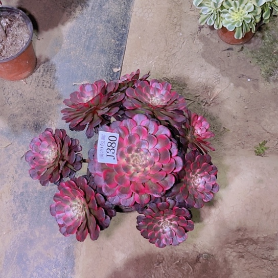 380烟花多肉植物